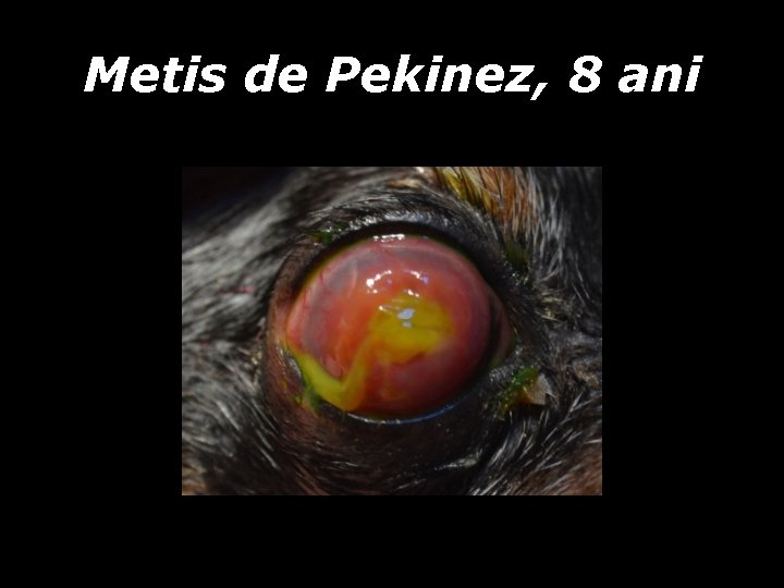 Metis de Pekinez, 8 ani Metis de Pekinez, 8 ani