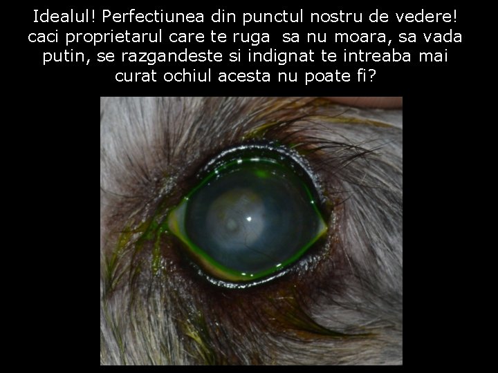Idealul! Perfectiunea din punctul nostru de vedere! caci proprietarul care te ruga sa nu Idealul! Perfectiunea din punctul nostru de vedere! caci proprietarul care te ruga sa nu