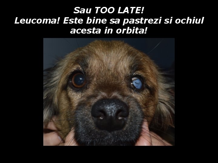 Sau TOO LATE! Leucoma! Este bine sa pastrezi si ochiul acesta in orbita! Sau TOO LATE! Leucoma! Este bine sa pastrezi si ochiul acesta in orbita!