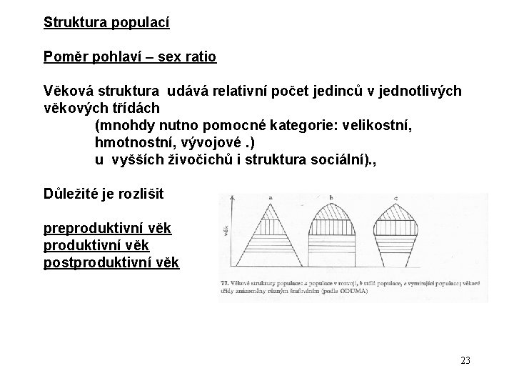 Struktura populací Poměr pohlaví – sex ratio Věková struktura udává relativní počet jedinců v