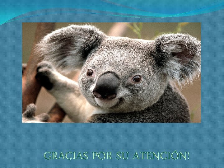 GRACIAS POR SU ATENCIÓN! 