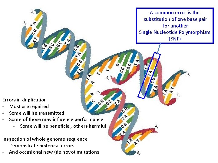 A common error is the substitution of one base pair for another Single Nucleotide