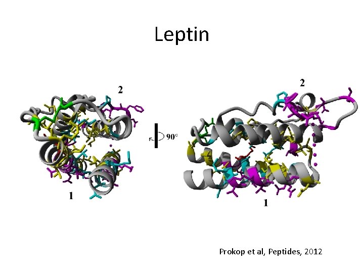 Leptin Prokop et al, Peptides, 2012 