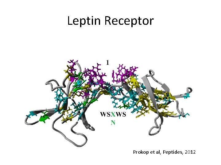 Leptin Receptor Prokop et al, Peptides, 2012 