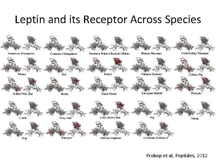 Leptin and its Receptor Across Species Prokop et al, Peptides, 2012 