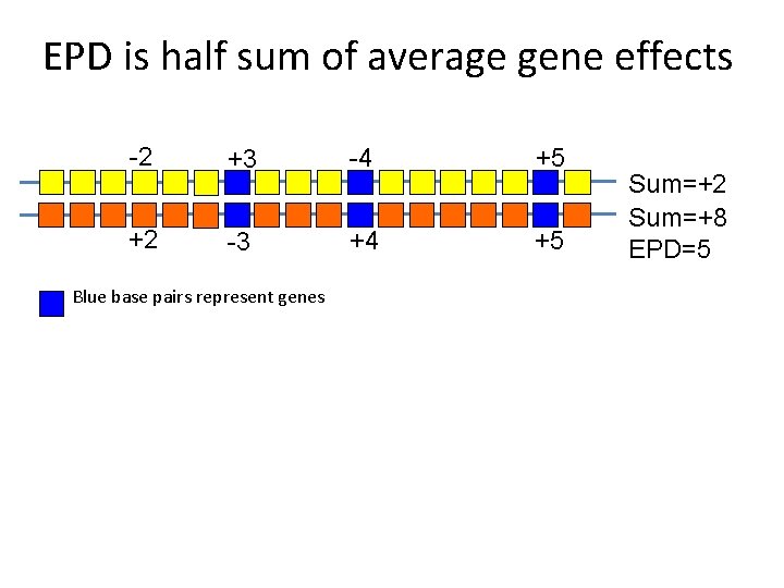 EPD is half sum of average gene effects -2 +3 -4 +5 +2 -3