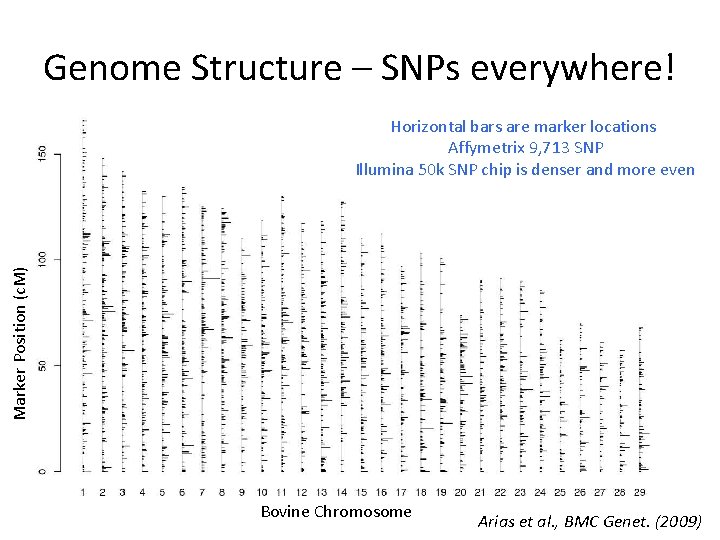 Genome Structure – SNPs everywhere! Marker Position (c. M) Horizontal bars are marker locations