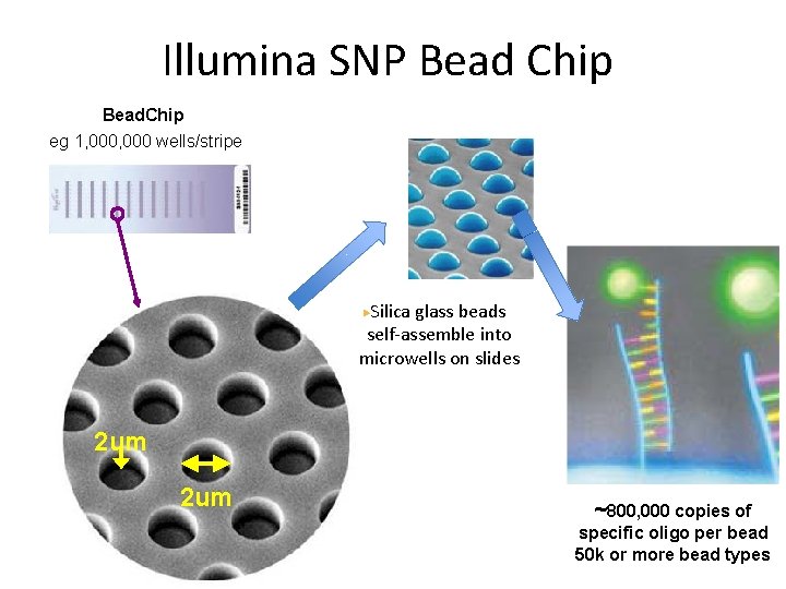 Illumina SNP Bead Chip Bead. Chip eg 1, 000 wells/stripe Silica glass beads self-assemble