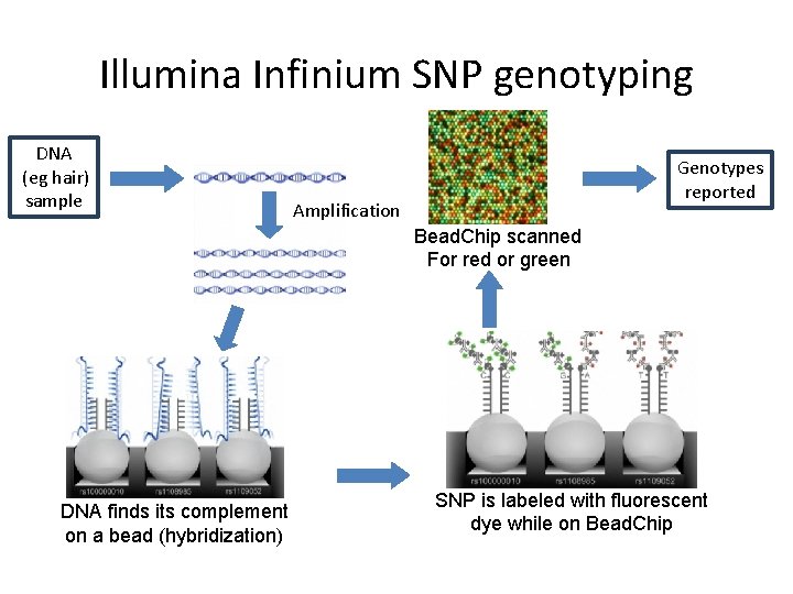 Illumina Infinium SNP genotyping DNA (eg hair) sample Genotypes reported Amplification Bead. Chip scanned