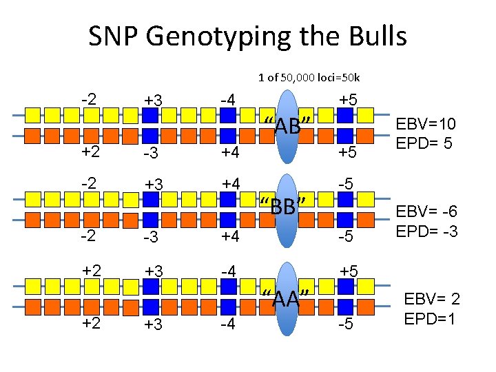 SNP Genotyping the Bulls 1 of 50, 000 loci=50 k -2 +3 +5 -4