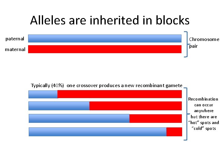 Alleles are inherited in blocks paternal Chromosome pair maternal Typically (40%) one crossover produces