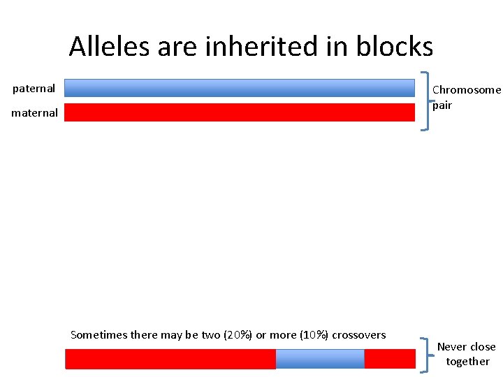 Alleles are inherited in blocks paternal Chromosome pair maternal Sometimes there may be two