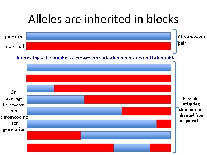 Alleles are inherited in blocks paternal maternal Chromosome pair Interestingly the number of crossovers