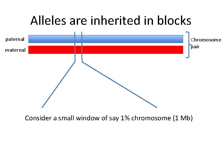 Alleles are inherited in blocks paternal maternal Chromosome pair Consider a small window of
