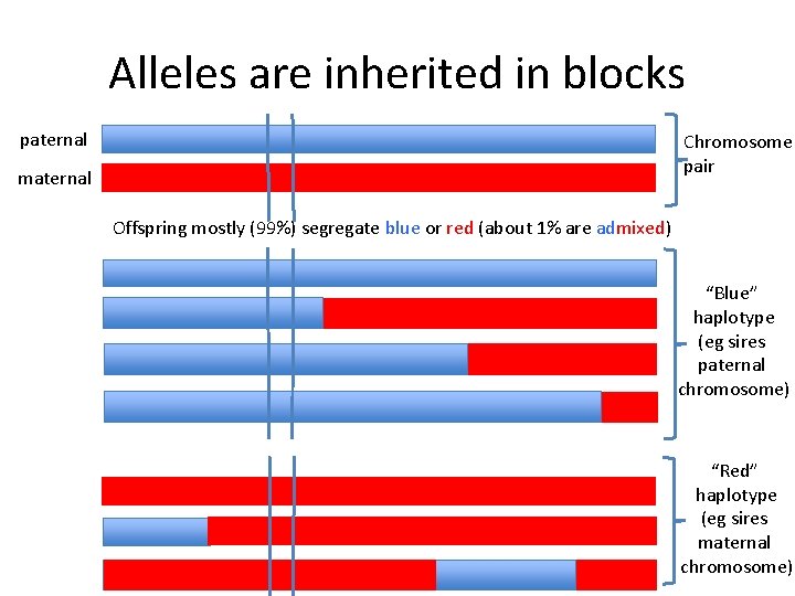 Alleles are inherited in blocks paternal Chromosome pair maternal Offspring mostly (99%) segregate blue