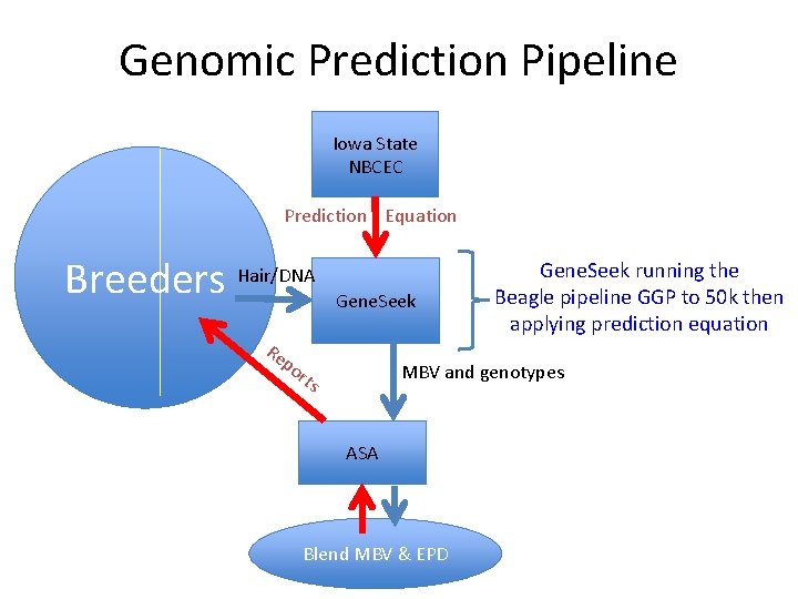 Genomic Prediction Pipeline Iowa State NBCEC Prediction Equation Breeders Hair/DNA Re po Gene. Seek