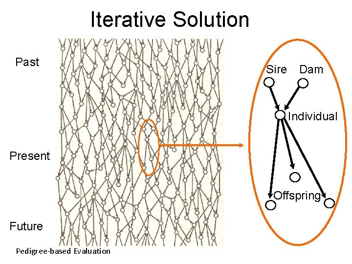 Iterative Solution Past Sire Dam Individual Present Offspring Future Pedigree-based Evaluation 