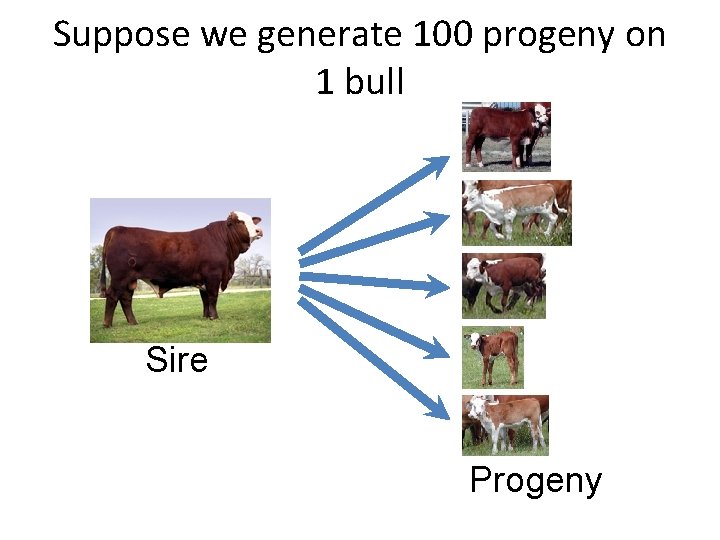 Suppose we generate 100 progeny on 1 bull Sire Progeny 