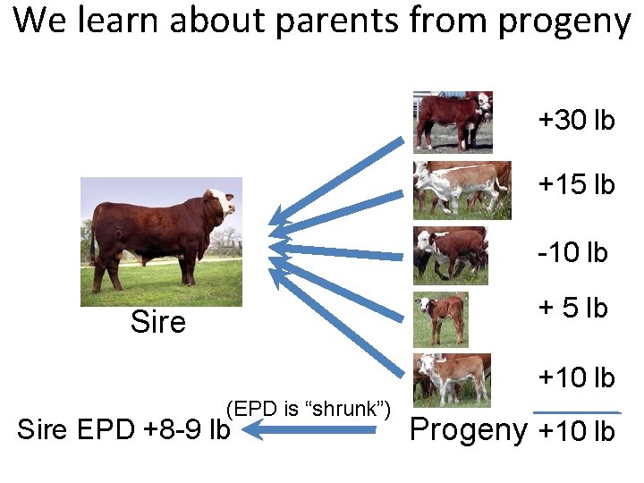 We learn about parents from progeny +30 lb +15 lb -10 lb + 5