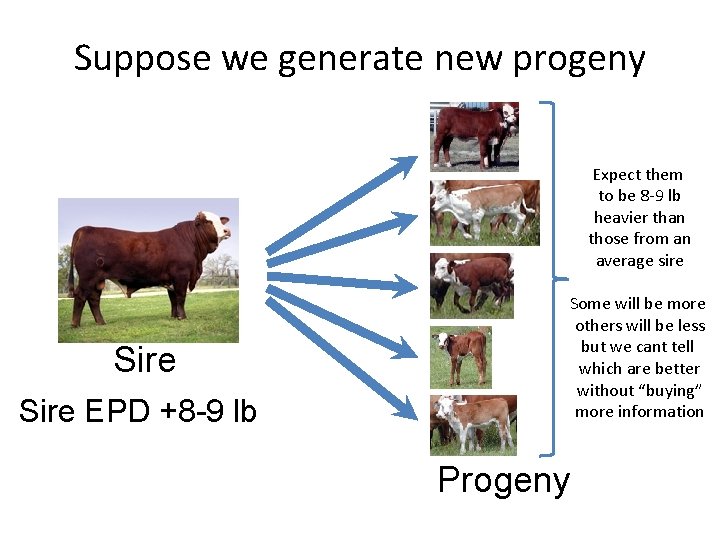 Suppose we generate new progeny Expect them to be 8 -9 lb heavier than