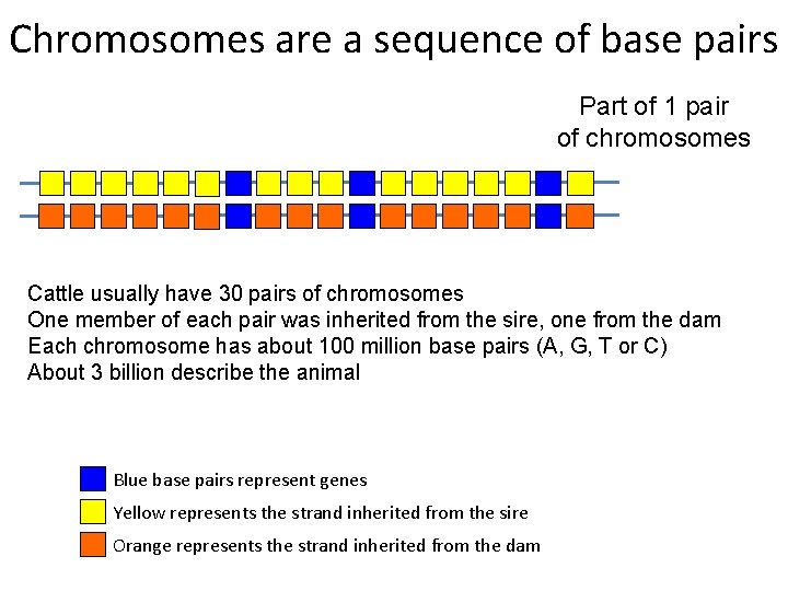 Chromosomes are a sequence of base pairs Part of 1 pair of chromosomes Cattle