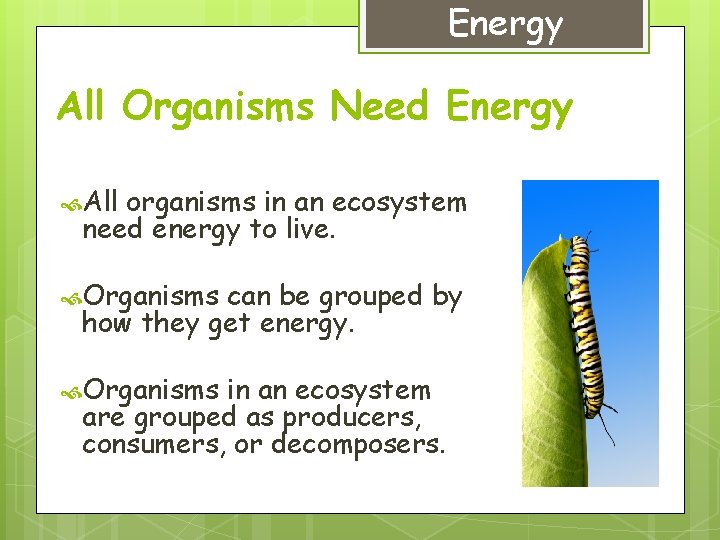 Energy All Organisms Need Energy All organisms in an ecosystem need energy to live.