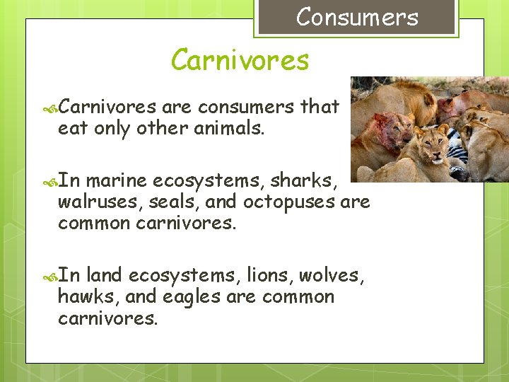 Consumers Carnivores are consumers that eat only other animals. In marine ecosystems, sharks, walruses,