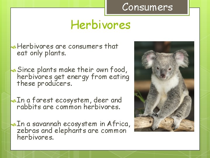 Consumers Herbivores are consumers that eat only plants. Since plants make their own food,