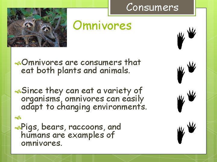 Consumers Omnivores are consumers that eat both plants and animals. Since they can eat