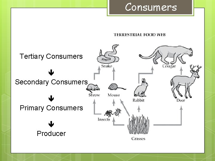 Consumers Tertiary Consumers Secondary Consumers Primary Consumers Producer 