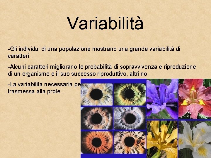 Variabilità -Gli individui di una popolazione mostrano una grande variabilità di caratteri -Alcuni caratteri