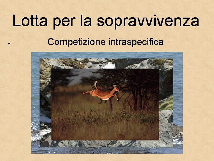 Lotta per la sopravvivenza - Competizione intraspecifica 