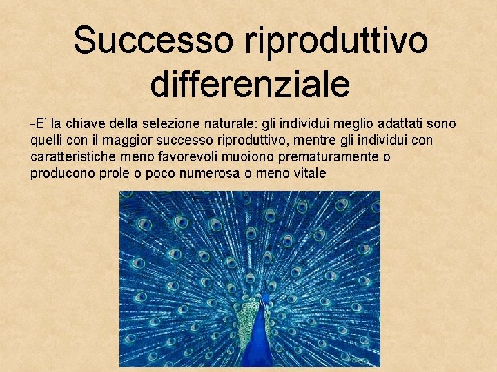 Successo riproduttivo differenziale -E’ la chiave della selezione naturale: gli individui meglio adattati sono