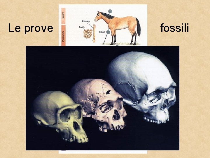 Le prove fossili 