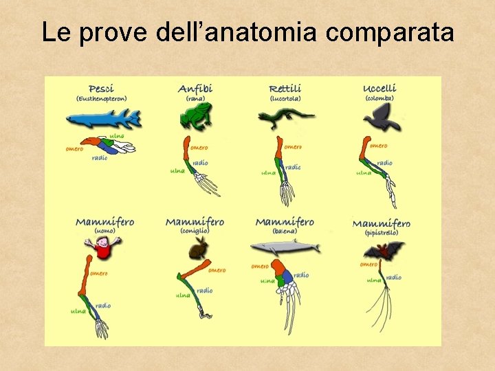 Le prove dell’anatomia comparata 