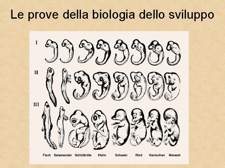 Le prove della biologia dello sviluppo 