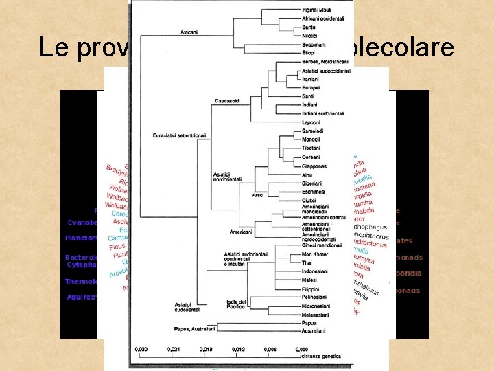 Le prove della biologia molecolare 