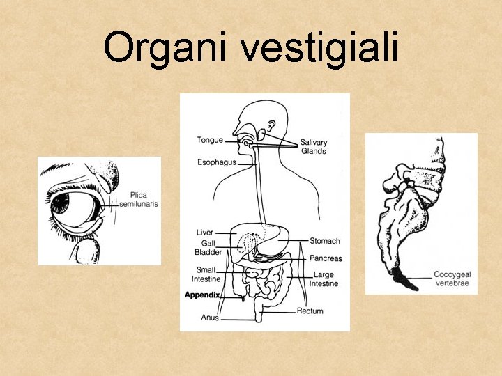 Organi vestigiali 