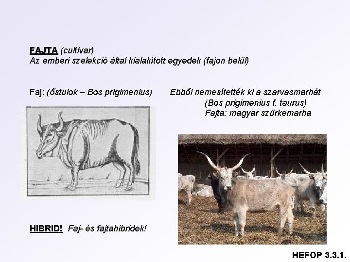 FAJTA (cultivar) Az emberi szelekció által kialakított egyedek (fajon belül) Faj: (őstulok – Bos