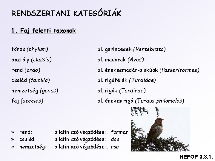 RENDSZERTANI KATEGÓRIÁK 1. Faj feletti taxonok törzs (phylum) pl. gerincesek (Vertebrata) osztály (classis) pl.