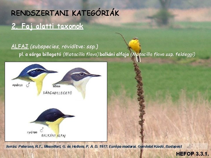 RENDSZERTANI KATEGÓRIÁK 2. Faj alatti taxonok ALFAJ (subspecies, rövidítve: ssp. ) pl. a sárga