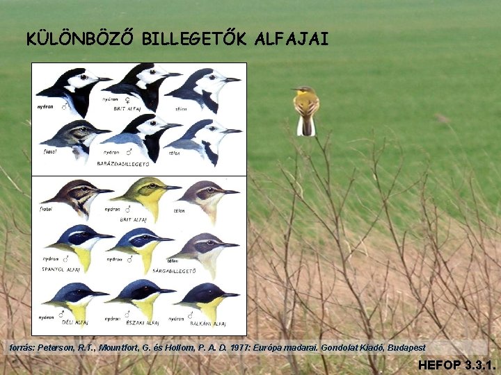 KÜLÖNBÖZŐ BILLEGETŐK ALFAJAI forrás: Peterson, R. T. , Mountfort, G. és Hollom, P. A.