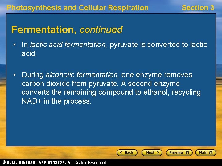 Photosynthesis and Cellular Respiration Section 3 Fermentation, continued • In lactic acid fermentation, pyruvate