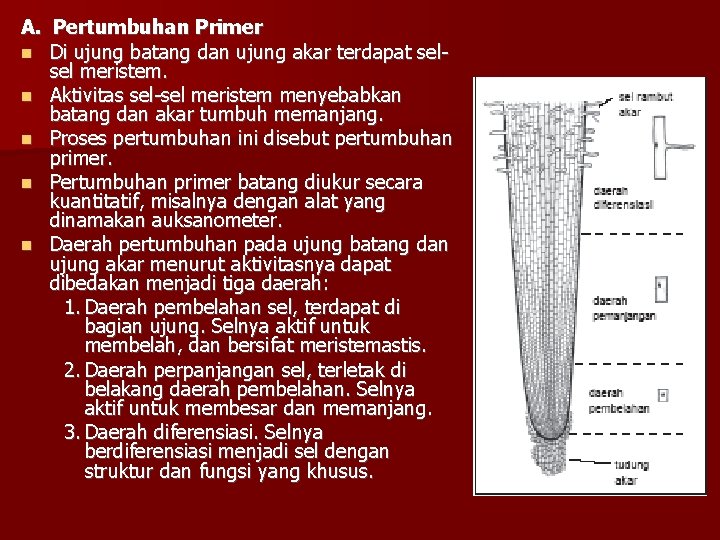 A. Pertumbuhan Primer Di ujung batang dan ujung akar terdapat selsel meristem. Aktivitas sel-sel