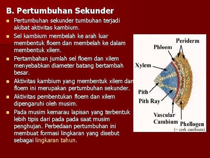 B. Pertumbuhan Sekunder Pertumbuhan sekunder tumbuhan terjadi akibat aktivitas kambium. Sel kambium membelah ke