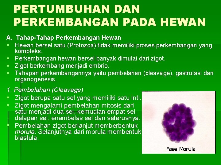 PERTUMBUHAN DAN PERKEMBANGAN PADA HEWAN A. Tahap-Tahap Perkembangan Hewan § Hewan bersel satu (Protozoa)