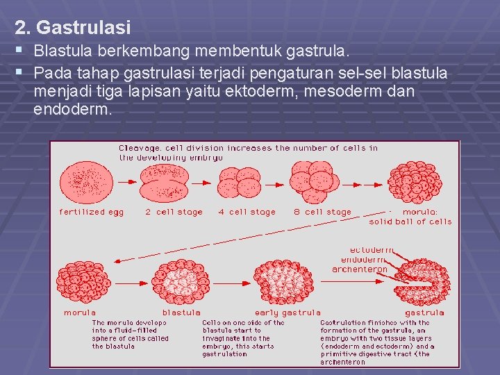 2. Gastrulasi § Blastula berkembang membentuk gastrula. § Pada tahap gastrulasi terjadi pengaturan sel-sel