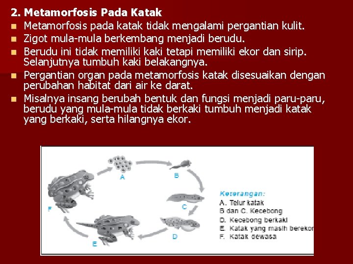 2. Metamorfosis Pada Katak Metamorfosis pada katak tidak mengalami pergantian kulit. Zigot mula-mula berkembang