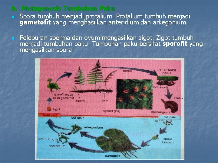 b. Metagenesis Tumbuhan Paku Spora tumbuh menjadi protalium. Protalium tumbuh menjadi gametofit yang menghasilkan
