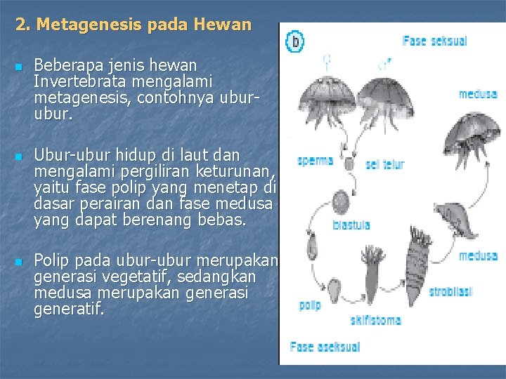 2. Metagenesis pada Hewan Beberapa jenis hewan Invertebrata mengalami metagenesis, contohnya ubur. Ubur-ubur hidup